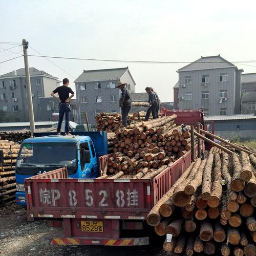 6米松木桩浙江圆木桩打桩木2-8米落叶松木材市场送货原木批发3